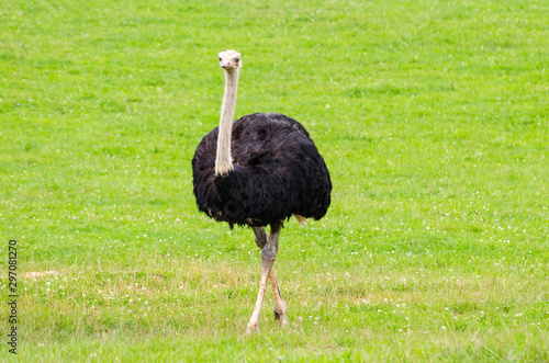 Ostrich bird head and neck front portrait in the park´s Cabarceno (Spain)