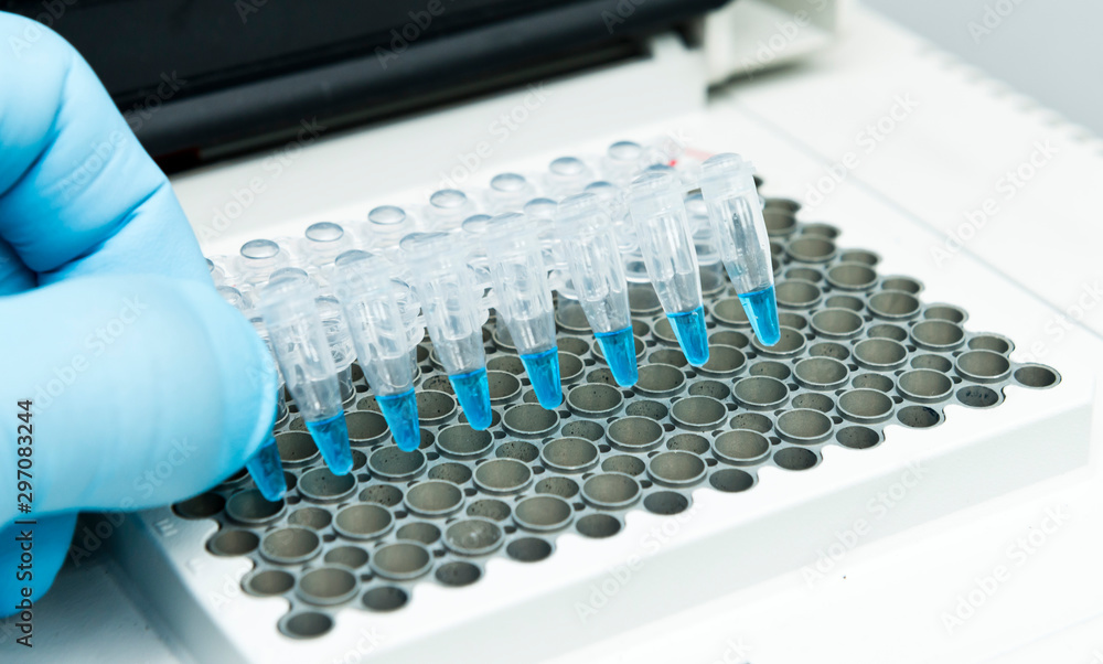 A researcher put a strip of 8 PCR tubes on the thermal cycler for DNA amplification A researcher put a strip of 8 PCR tubes on the thermal cycler for DNA amplification