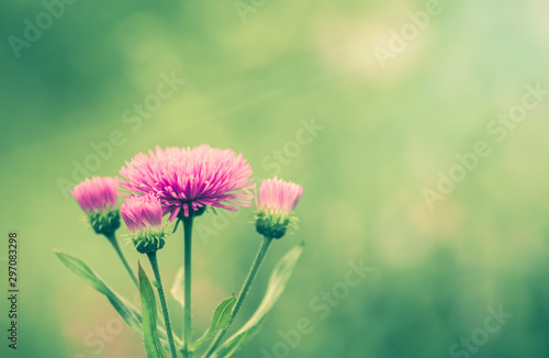 Buds of purple field  flower on green background