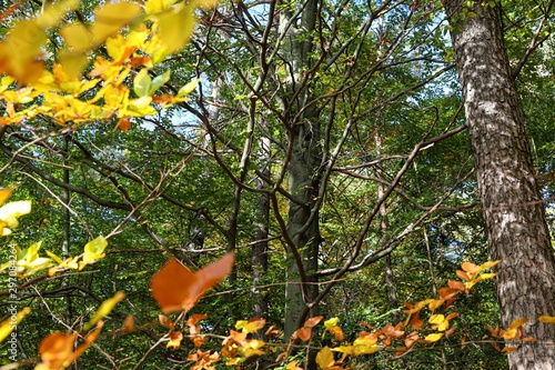 European Beech tree with colourful leaves in autumn