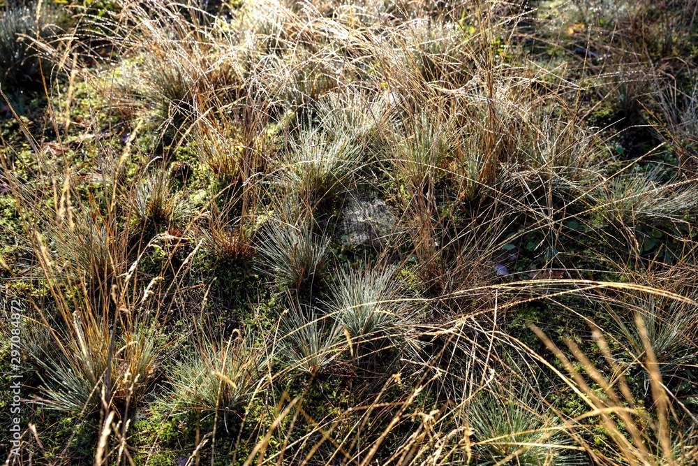 Grass in the morning covered by condensation water Grass in the morning covered by condensation water