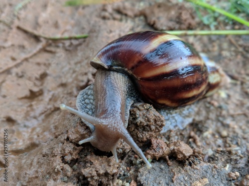 Snail moving in the mud