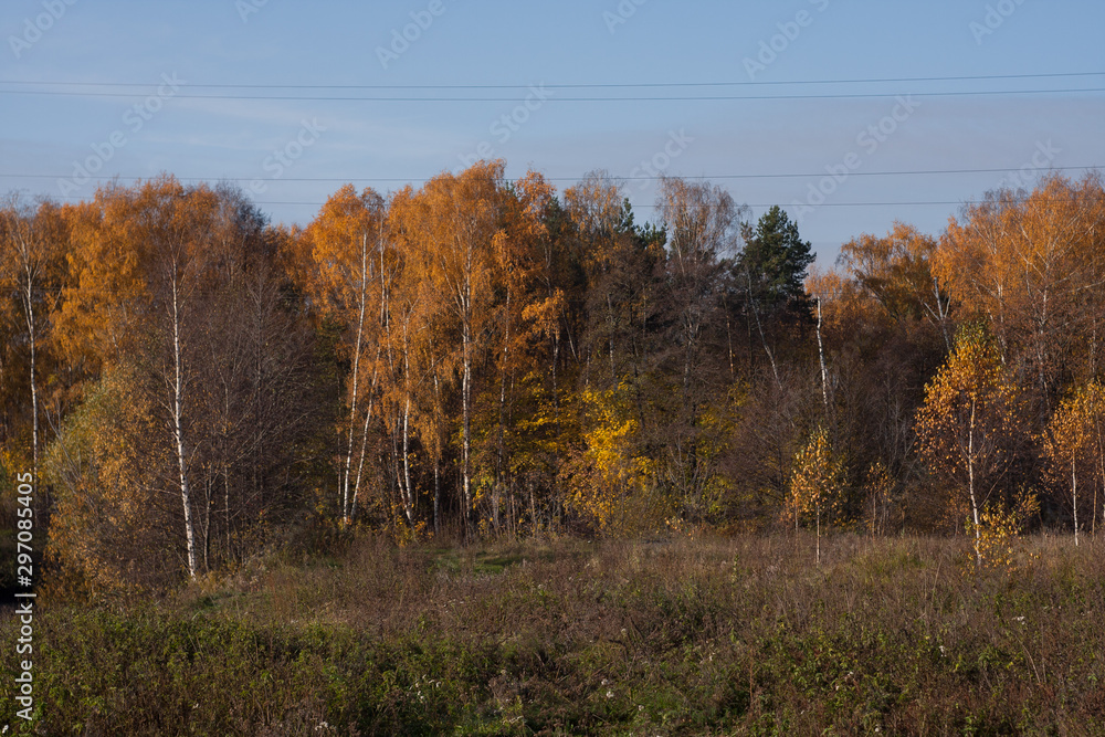 Fototapeta premium Birches.Autumn.Landscape.