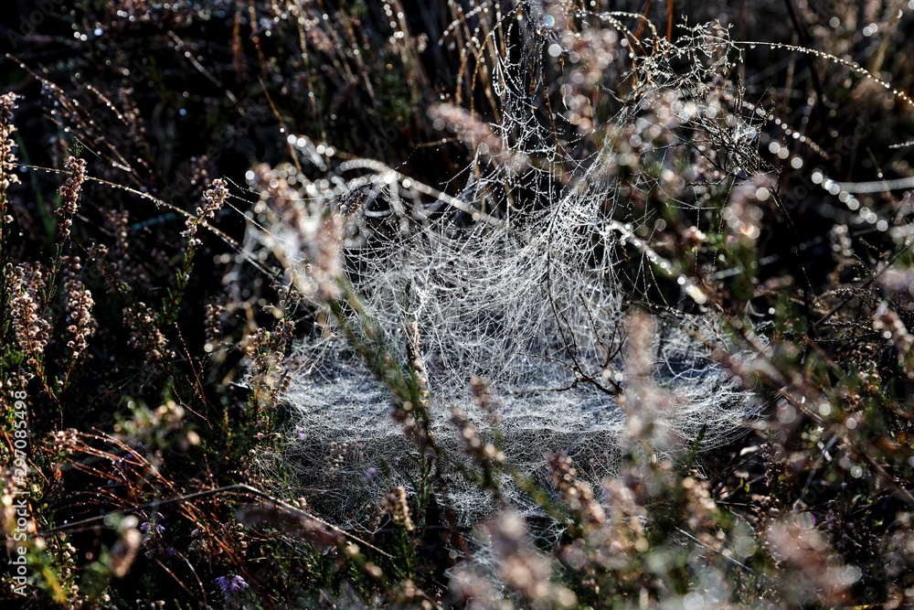 Spider web in the grass covered by condensation water