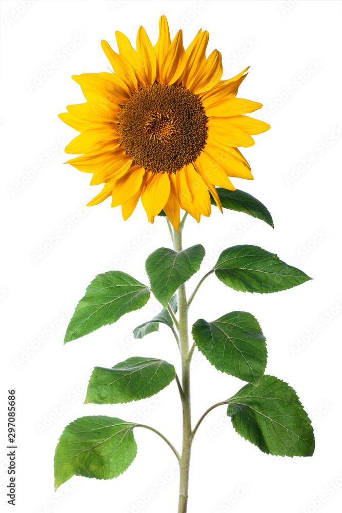 image to crop