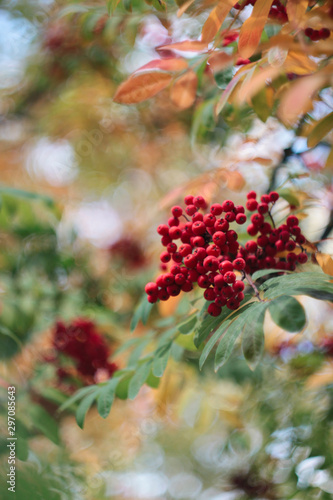 Beautiful creative red rowan on green branch with leaves