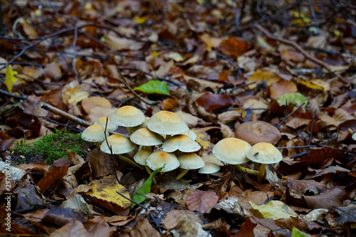 Pilzansammlung mit gelblich beiger Kappe im Wald im Herbst