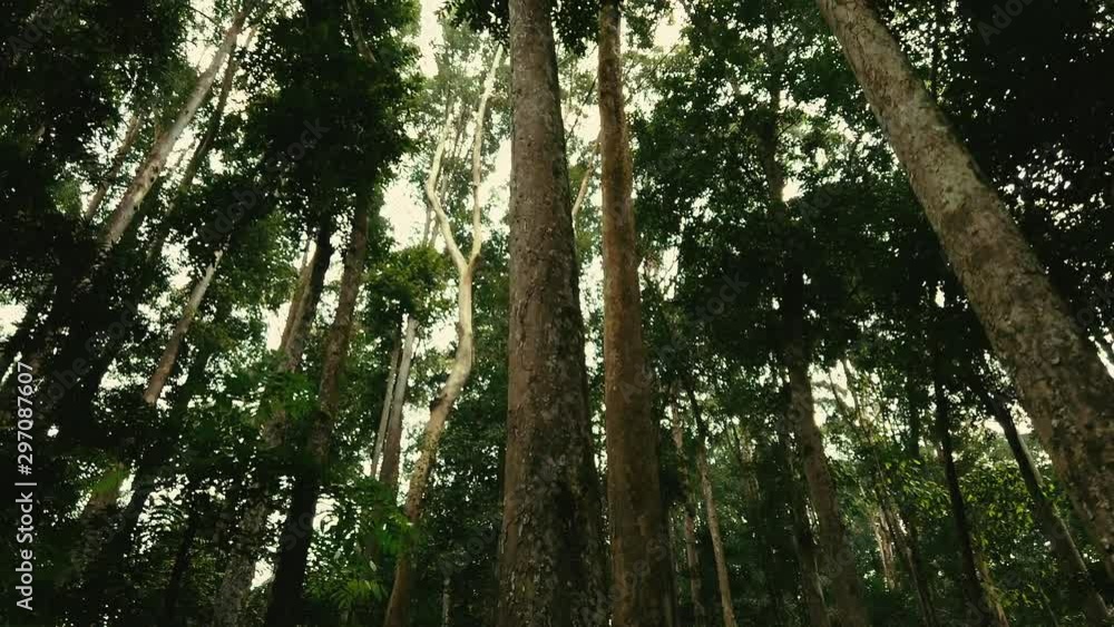 Beautiful tropical green forest nature in lush Beautiful tropical green forest nature in lush