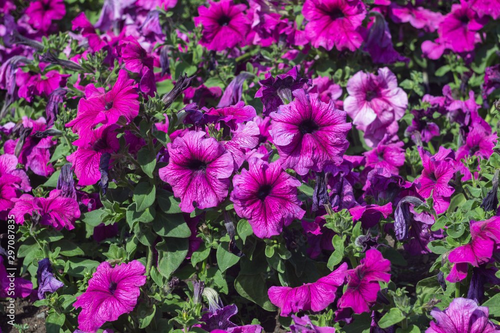 colorful petunia in park, soft focus colorful petunia in park, soft focus
