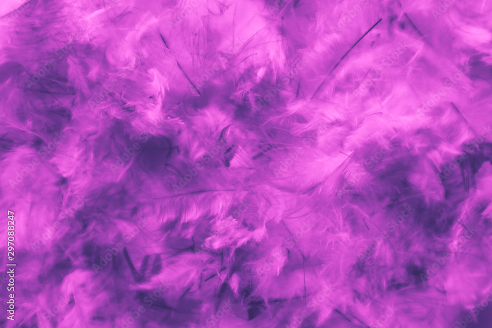 Beautiful abstract blue and purple feathers on darkness background and colorful soft white pink feather texture pattern