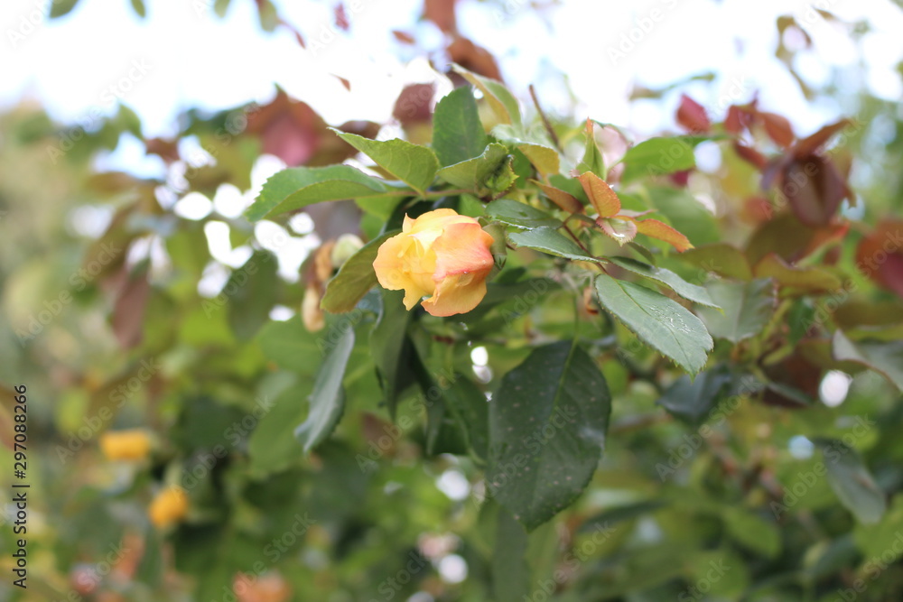 custom made wallpaper toronto digital Yellow rose bloomed on an autumn bush