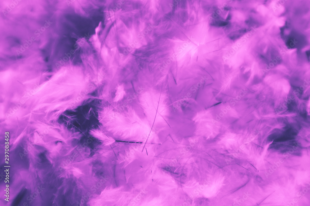 Beautiful abstract blue and purple feathers on darkness background and colorful soft white pink feather texture pattern