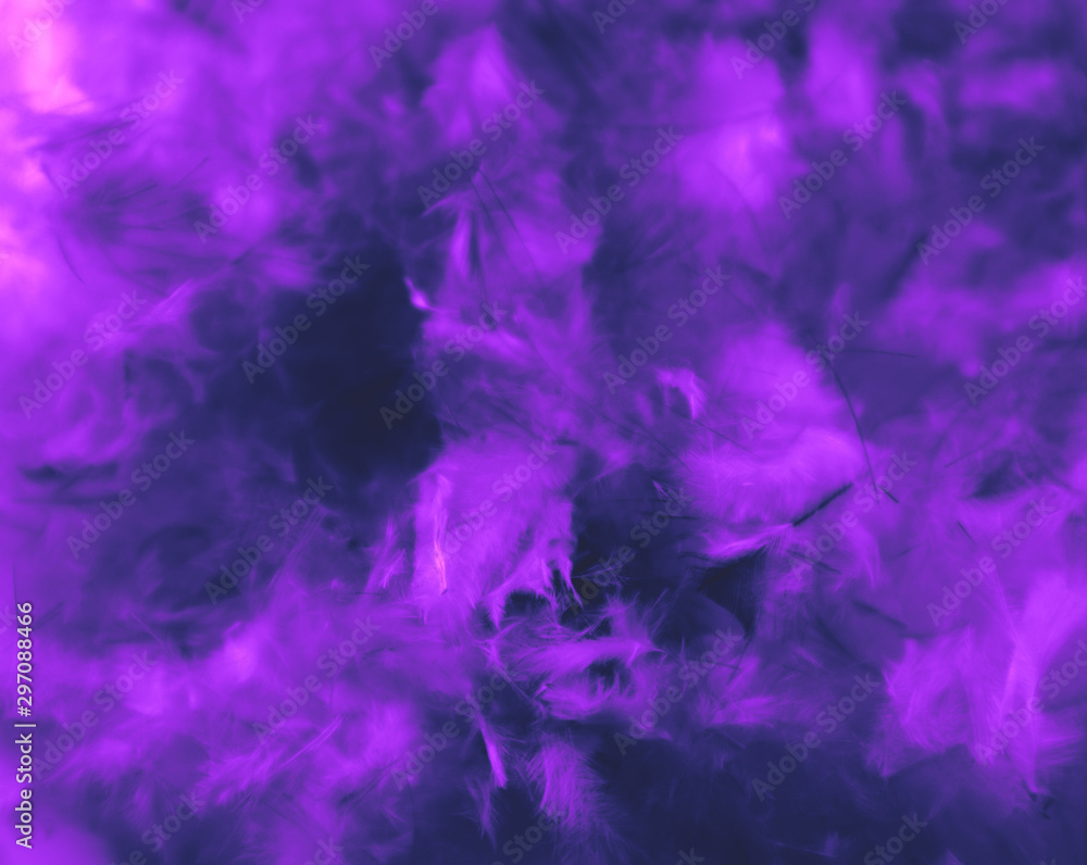 Beautiful abstract blue and purple feathers on darkness background and colorful soft white pink feather texture pattern Beautiful abstract blue and purple feathers on darkness background and colorful soft white pink feather texture pattern