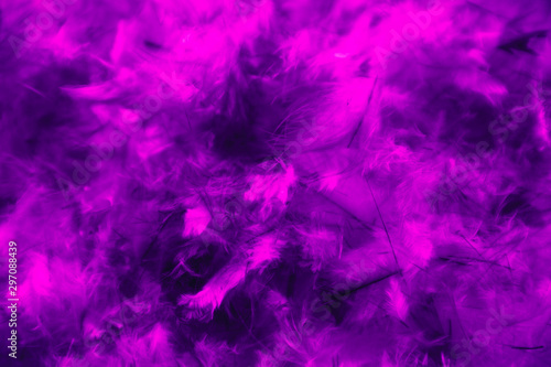 Beautiful abstract blue and purple feathers on darkness background and colorful soft white pink feather texture pattern