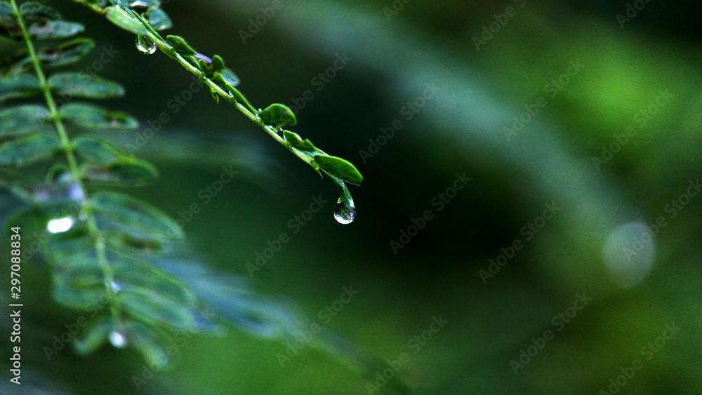 water drops on the grass water drops on the grass