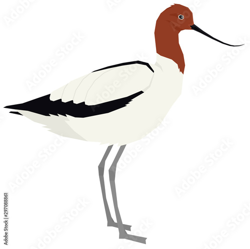 Birds collection Red-necked avocet Vector illustration Isolated object