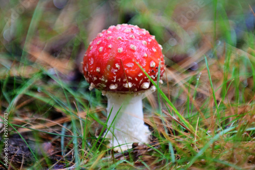 Cogumelo Vermelho (ID: 297089013)