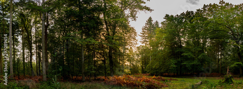 Panoramic photography of trees in new forest national park during early autumn season with sun shining from behind the trees