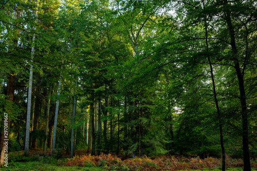 Photography of trees in new forest national park during early autumn season