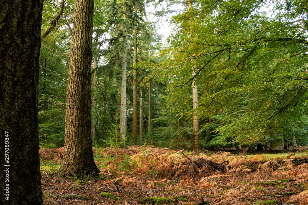 Obraz premium Photography of a row of trees in new forest national park during early autumn season