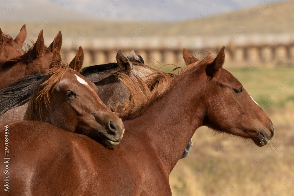 Obraz premium horses