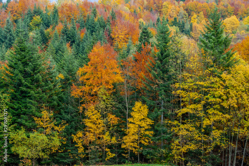 Forest in the autumn season Forest in the autumn season