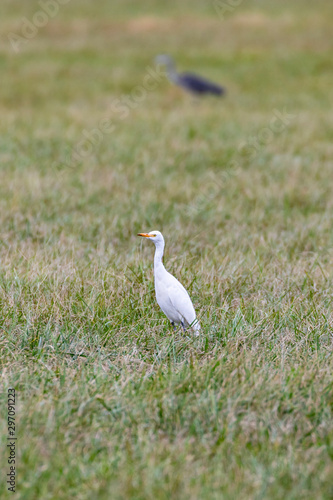 Great egret-Grande Aigrette (Ardea alba)