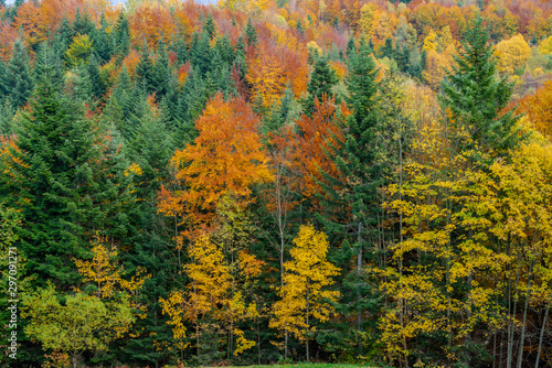 Forest in the autumn season