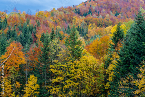 autumn leaves on background of blue sky