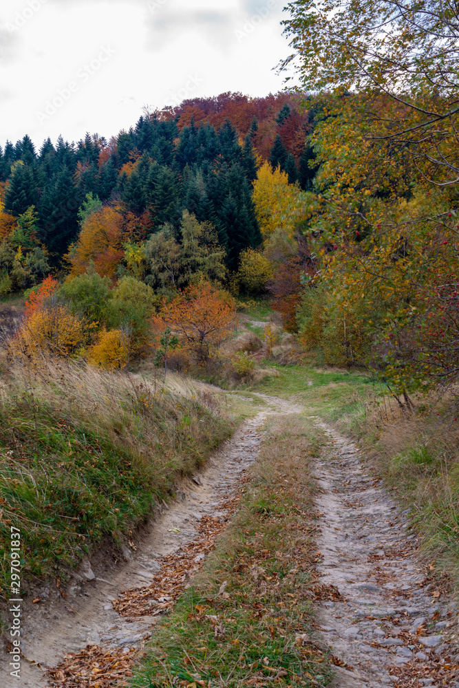 Back road in autumn forest