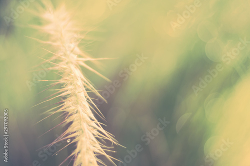 Grass flower in meadow with light effect for nature background concept