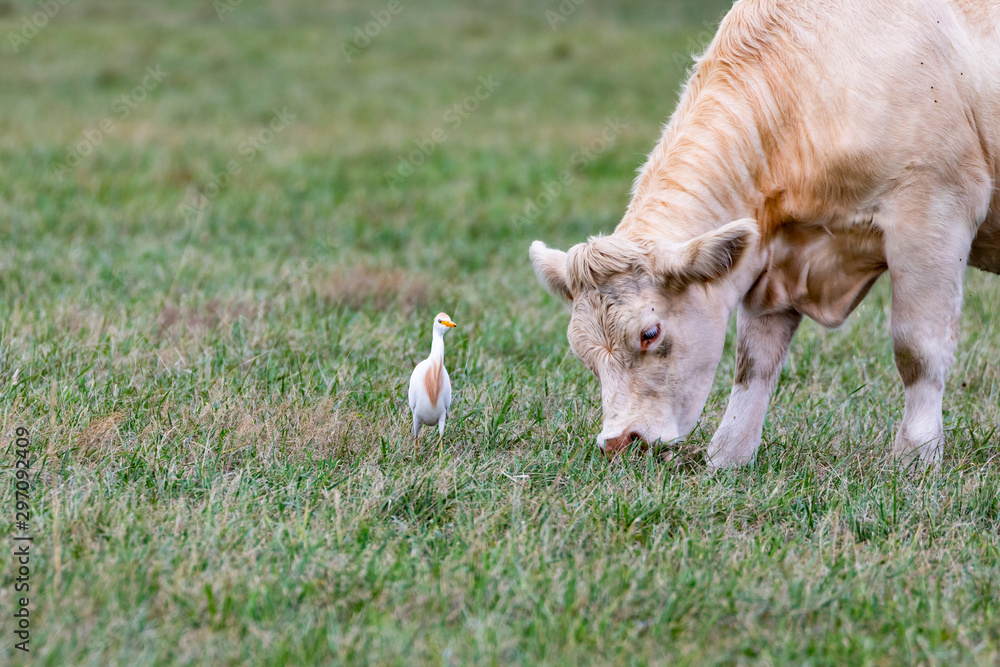 Fototapeta premium Great egret-Grande Aigrette (Ardea alba)