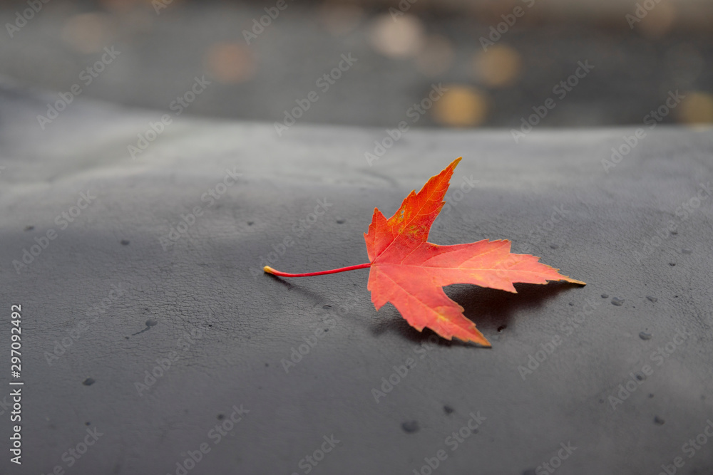 Closeup red leaf on the black skin with rain drops and beautiful bokeh Closeup red leaf on the black skin with rain drops and beautiful bokeh