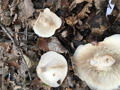 mushrooms on the tree