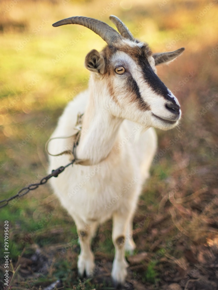 Horned goat grazes in a meadow. Sunny autumn day. Horned goat grazes in a meadow. Sunny autumn day.