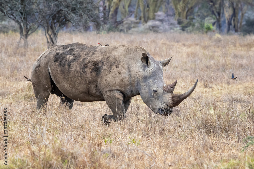 Female white rhino walking in Lake Nakuru National Park Female white rhino walking in Lake Nakuru National Park