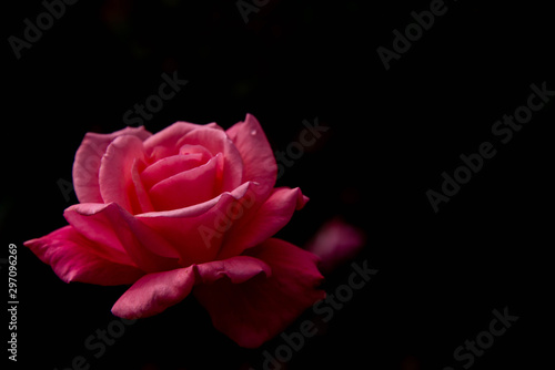 Beautiful pink rose in black backdrop. 