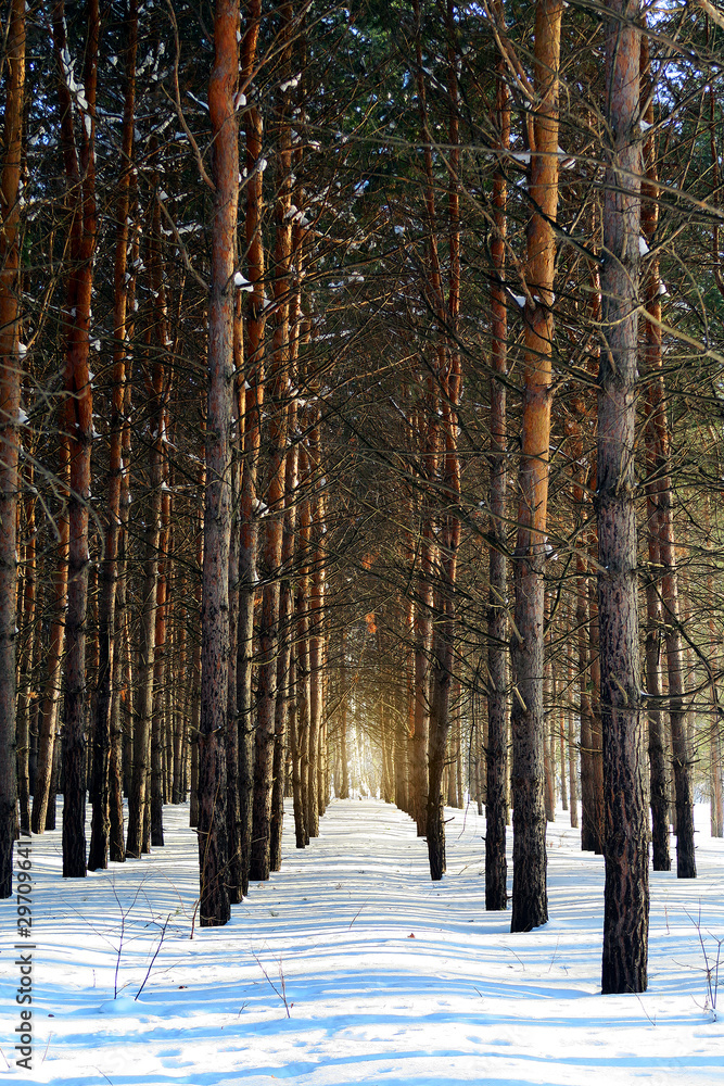 Winter Nature Landscape Winter Nature Landscape