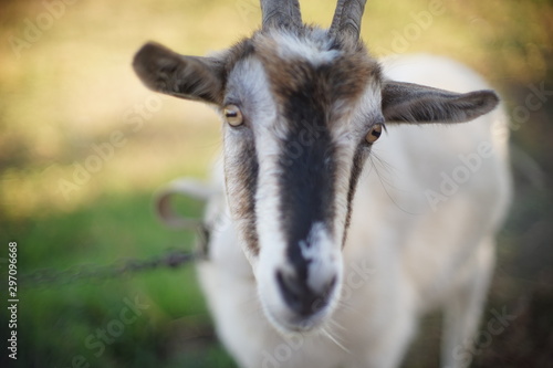 Portrait of a domestic goat, face close-up. Grazing farm animals in nature.