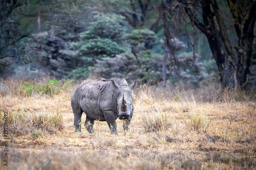 Female white rhino in Lake Nakuru