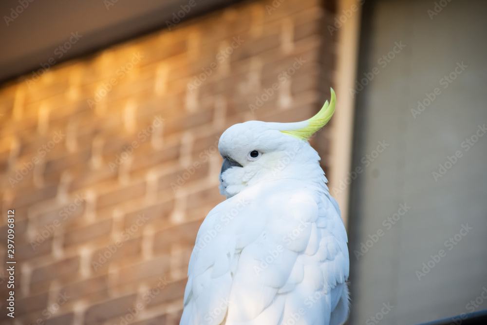 Sulphur-crested cockatoo near the window. Urban wildlife. Australian backyard visitors Sulphur-crested cockatoo near the window. Urban wildlife. Australian backyard visitors