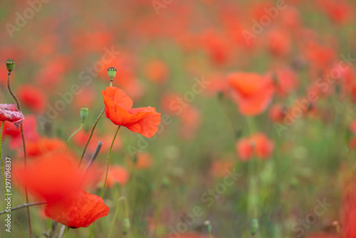 poppies in a field