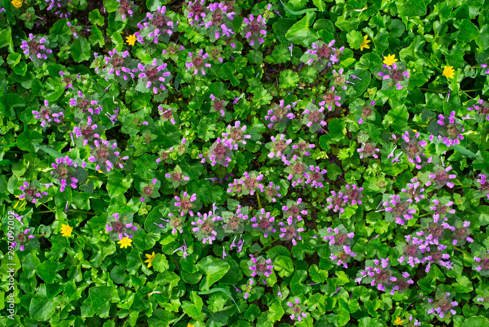Carpet of lilac wild flowers among green leaves