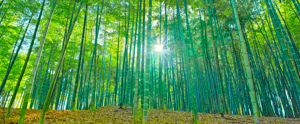 Fototapeta 太陽の輝きと竹林