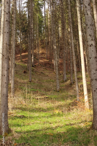 Fototapeta Naklejka Na Ścianę i Meble -  Wald