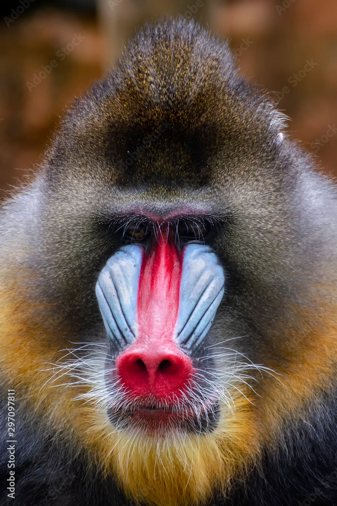 Fototapeta premium Mandrill