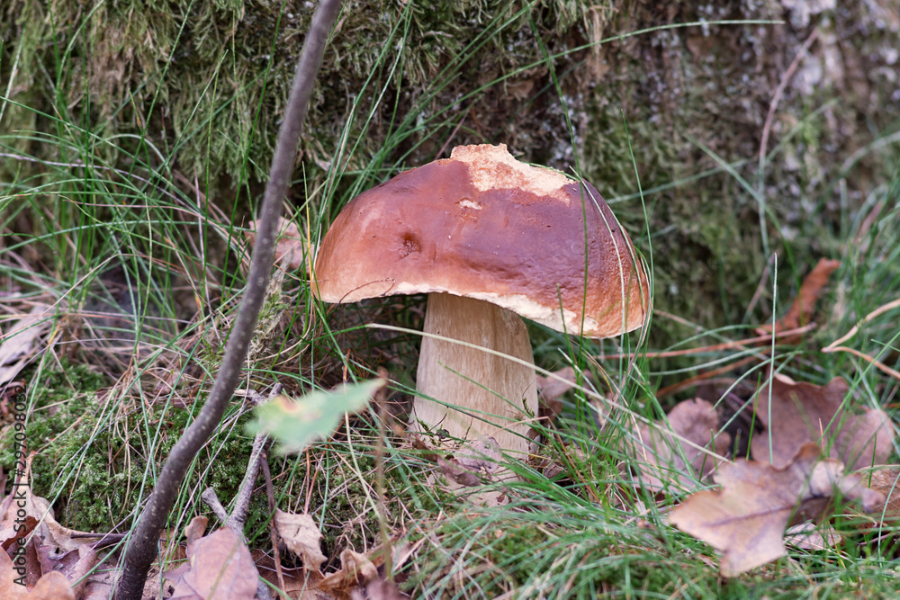 Champignon comestible, cèpe de Bordeaux Champignon comestible, cèpe de Bordeaux