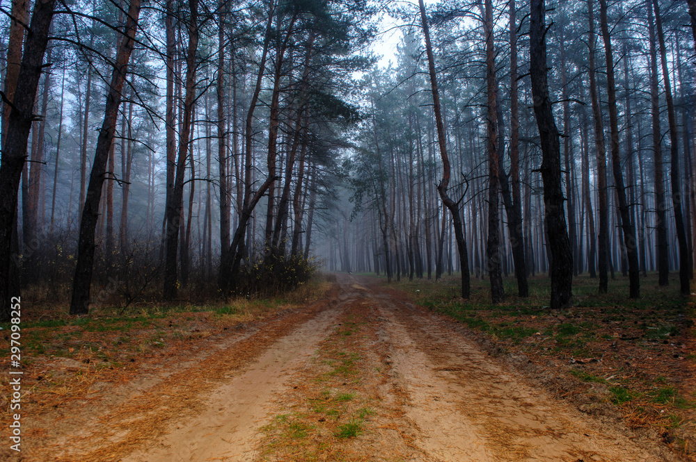 Fototapeta premium morning fog in the autumn forest5