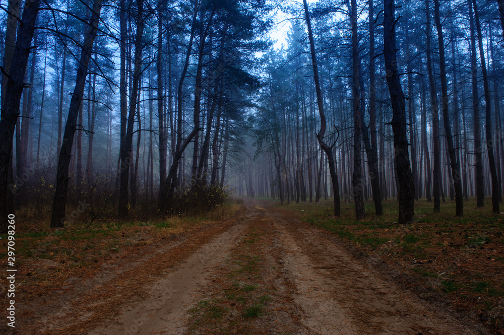 Naklejka premium morning fog in the autumn forest4