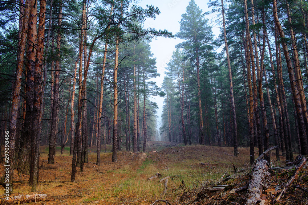 Obraz premium morning fog in the autumn forest7